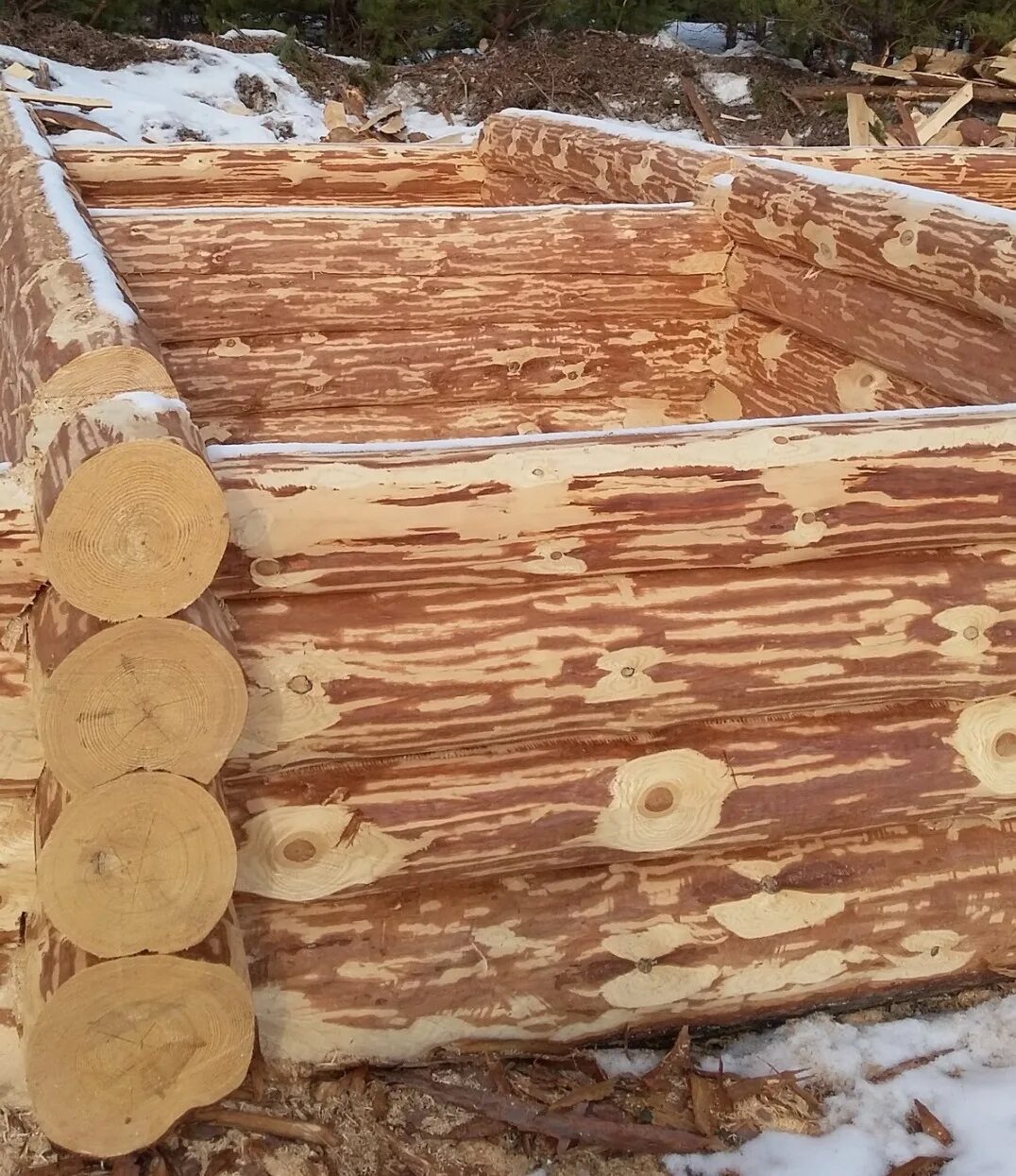 Одноэтажный сруб терем. Сосновые срубы. Сосновые срубы. Сосновые срубы. Сухостойная сосна кело.