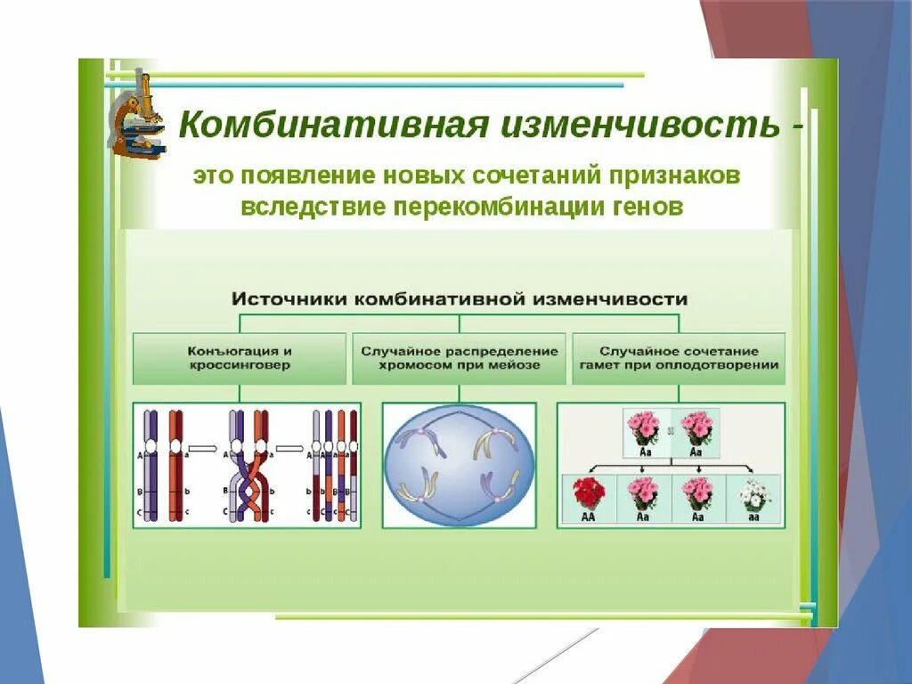 Появление новых сочетаний генов. Комбинативная изменчивость. Комбинативнаяизменсивость. Комьиративная изм. Комбинат вная изменчивость.