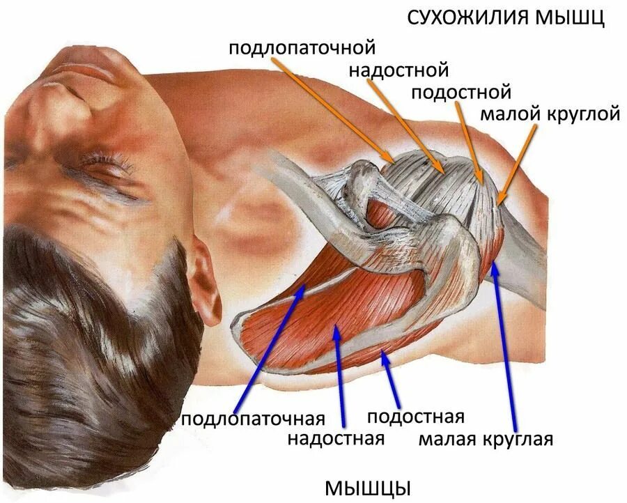 Ротаторная манжета плечевого сустава. Повреждение ротаторная манжета. Ротаторная манжета плечевого сустава анатомия. Сухожилия надостной мышцы плечевого.