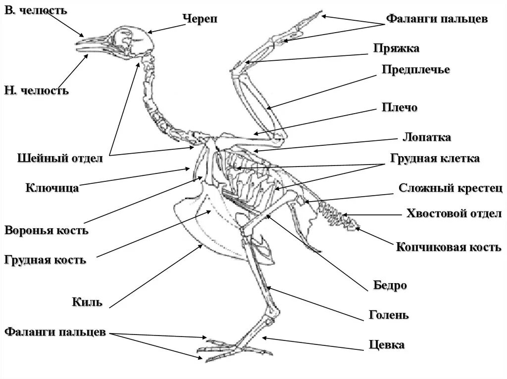 Кости птиц легкие в связи с тем. Строение скелета сизого голубя. Строение скелета птицы голубя. Скелет сизого голубя биология 7. Внешнее строение и скелет птиц.