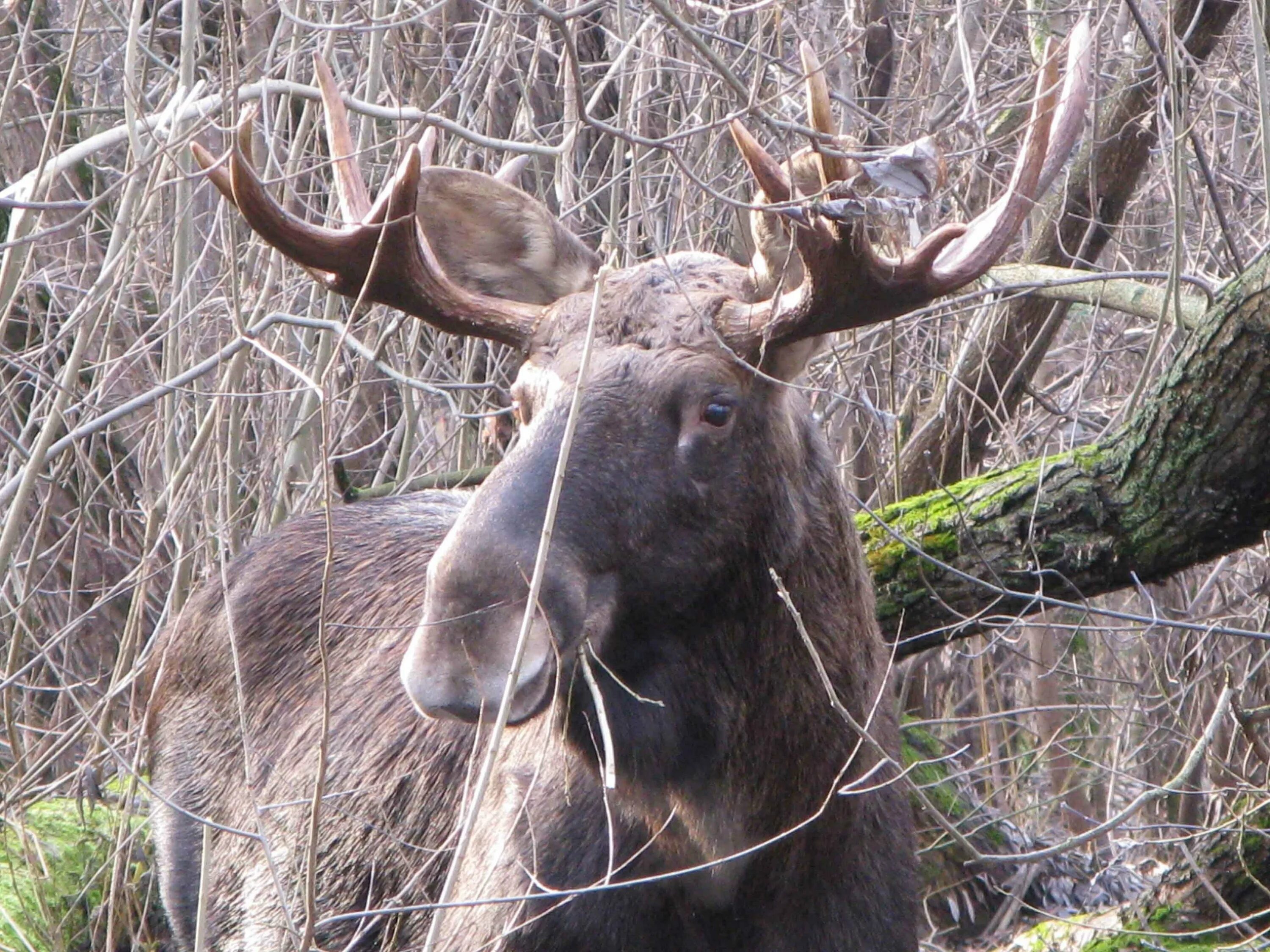 Весенний лось. Безрогий Лось. Лось alces. Южно Европейский Лось alces alces. Лось в Свердловской области.