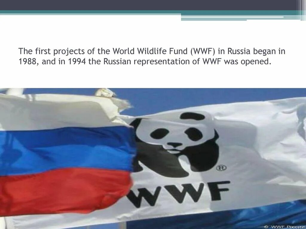 Всемирный фонд дикой природы. WWF России. WWF презентация. WWF цели. Best represent russia