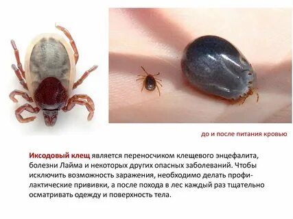 Клещи каких видов