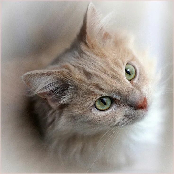 Котики в инстаграме! Новости CTC Love
