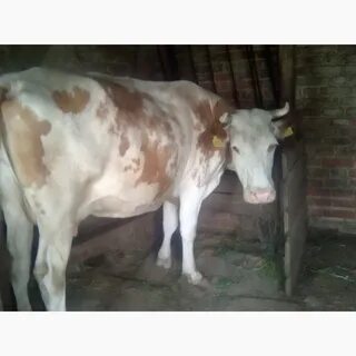 Продам корову телят