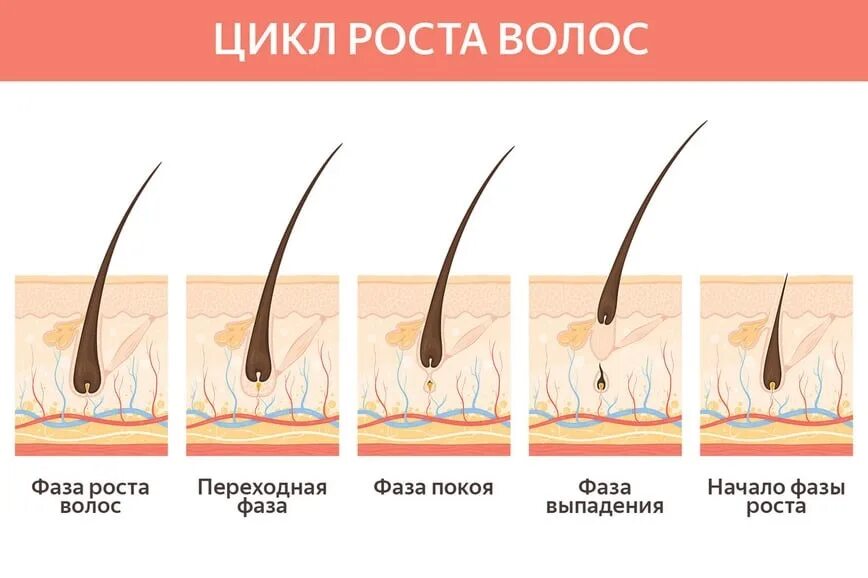 Сильный рост волос. Для роста волос. Ускорение роста волос. Скорость роста волос. Ускоренный рост волос.