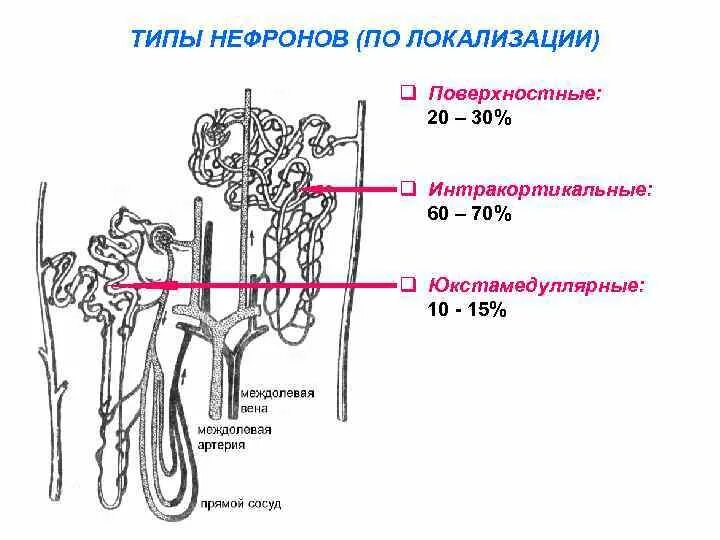 Строение коркового нефрона. Строение нефрона почки физиология. Stroeniya nefrona fiziologiya. Функция корковых нефронов почки. Схема юкстагломерулярного аппарата нефрона.