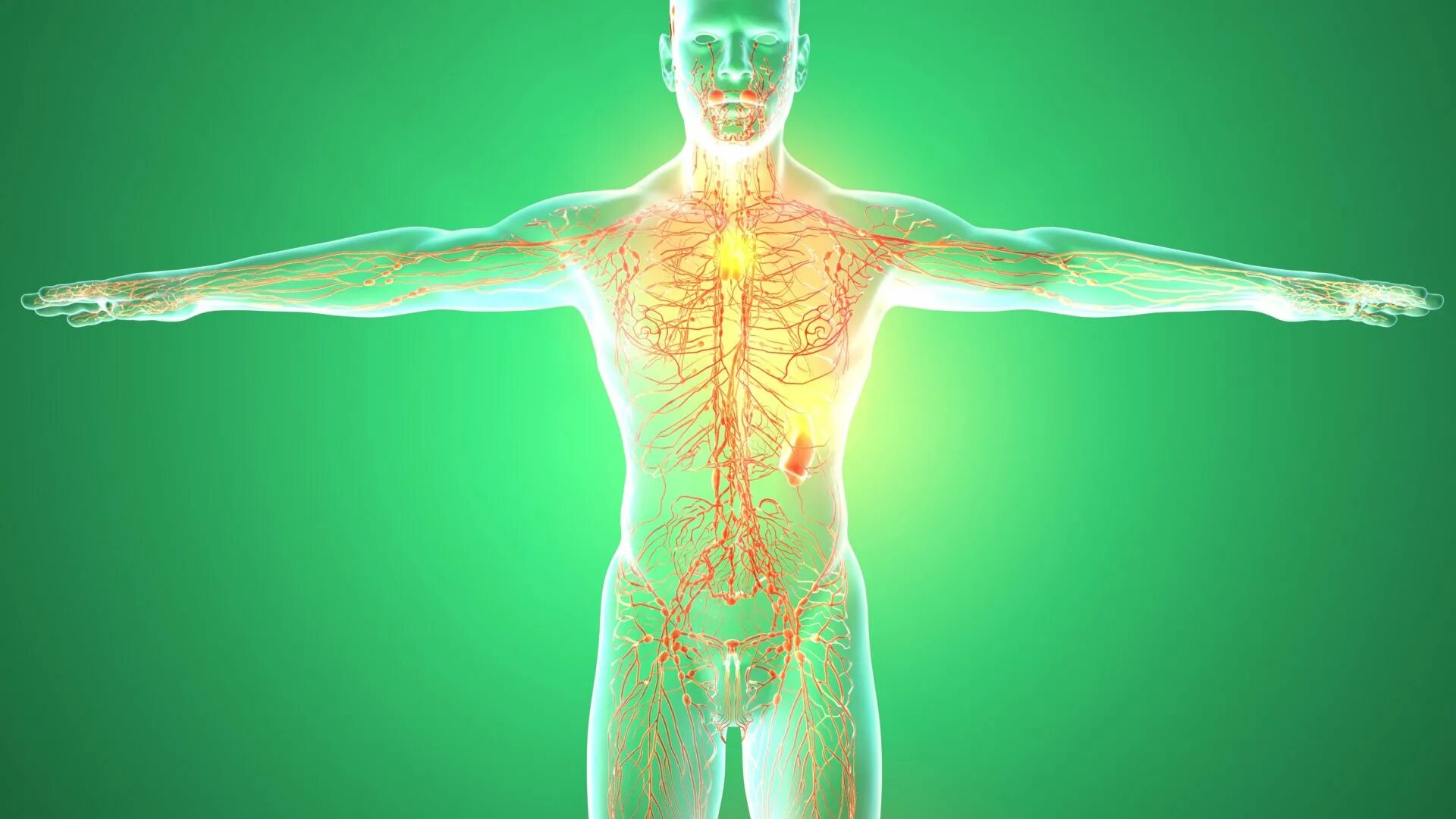 Здоровые органы человека. Лимфатическая система тела человека. Лимфатическая система фото. 3д анатомия лимфатической системы.