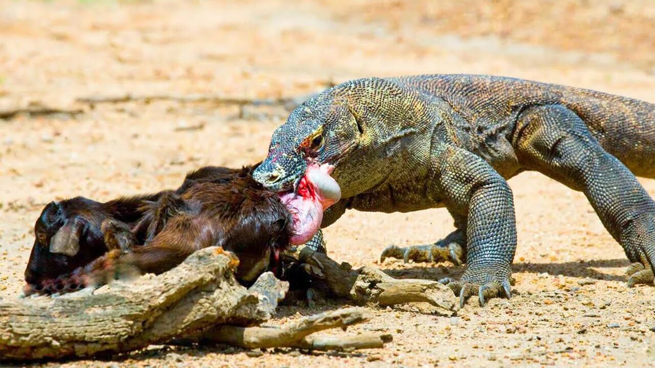Комодский варан против. Добыча варанов. Добыча варанов. Комодский варан. Комодский варан против.