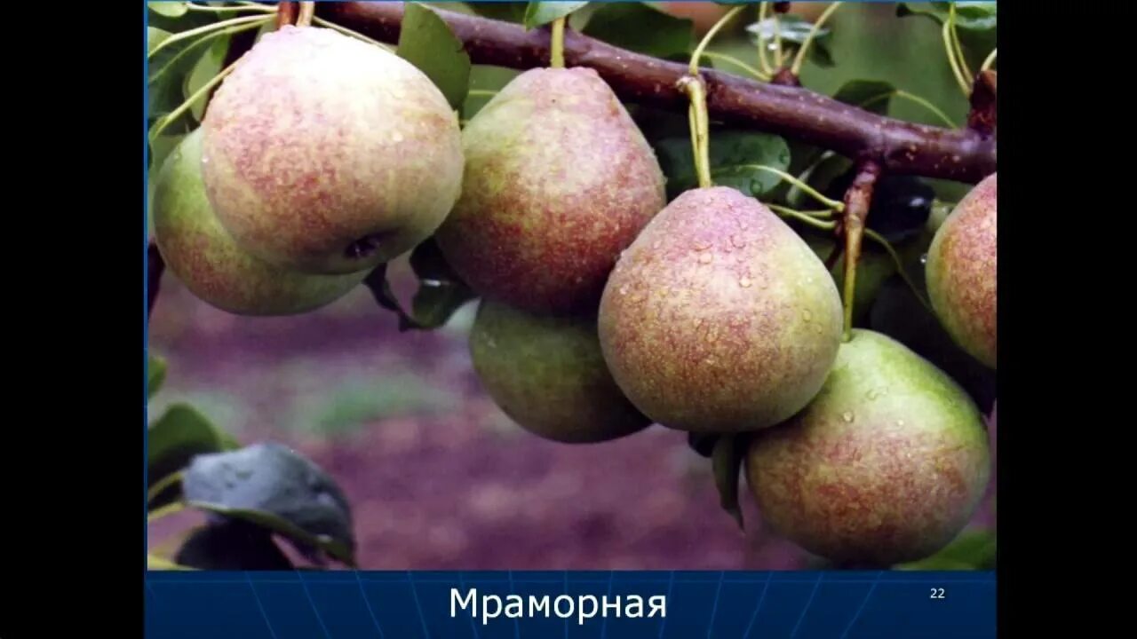 Зимостойкие сорта груш для средней полосы. Груша сорт россошанская поздняя. груша сорт жегалова память. сорт груши уралочка. среднеспелые сорта груш.