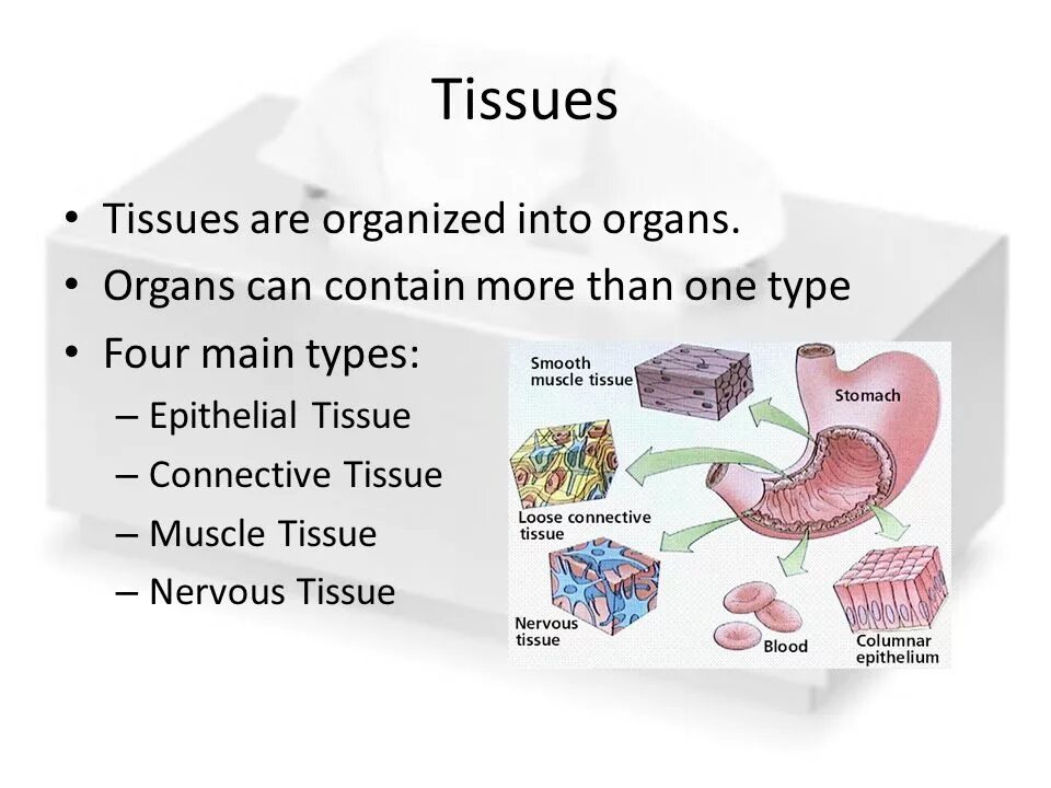 Tissues and organs