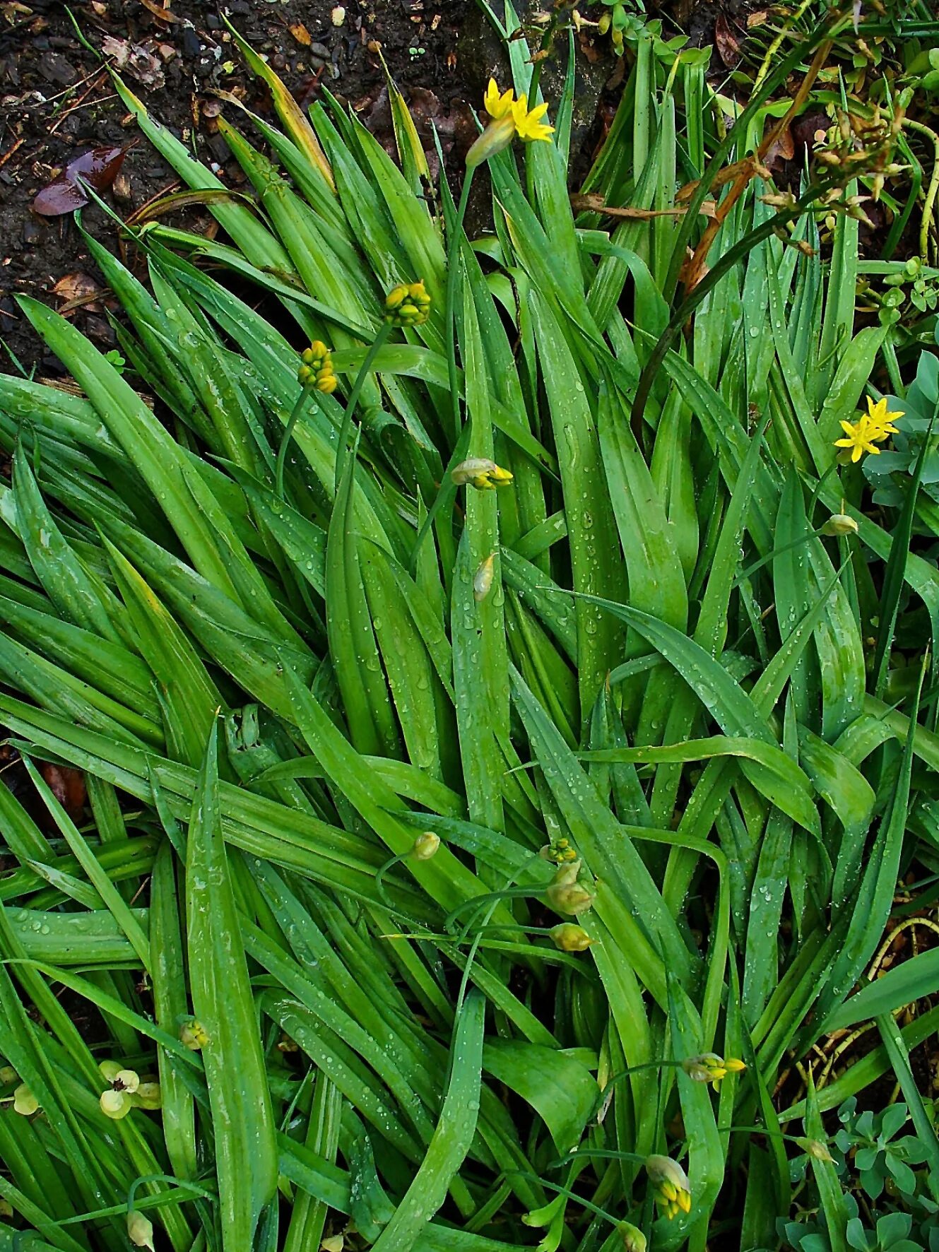 Лук молли фото. Лук аллиум моли. Лук золотой Молли. Allium Moly - лук моли. Лук Молли луковицы.