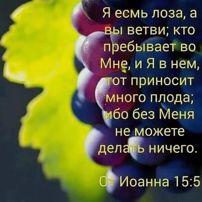 Изобильная виноградная лоза. Вы лоза ветви я кто пребывает во мне в нем. Изобильная виноградная лоза песня. Изобильная виноградная лоза слова. Христианские песни виноградная лоза.
