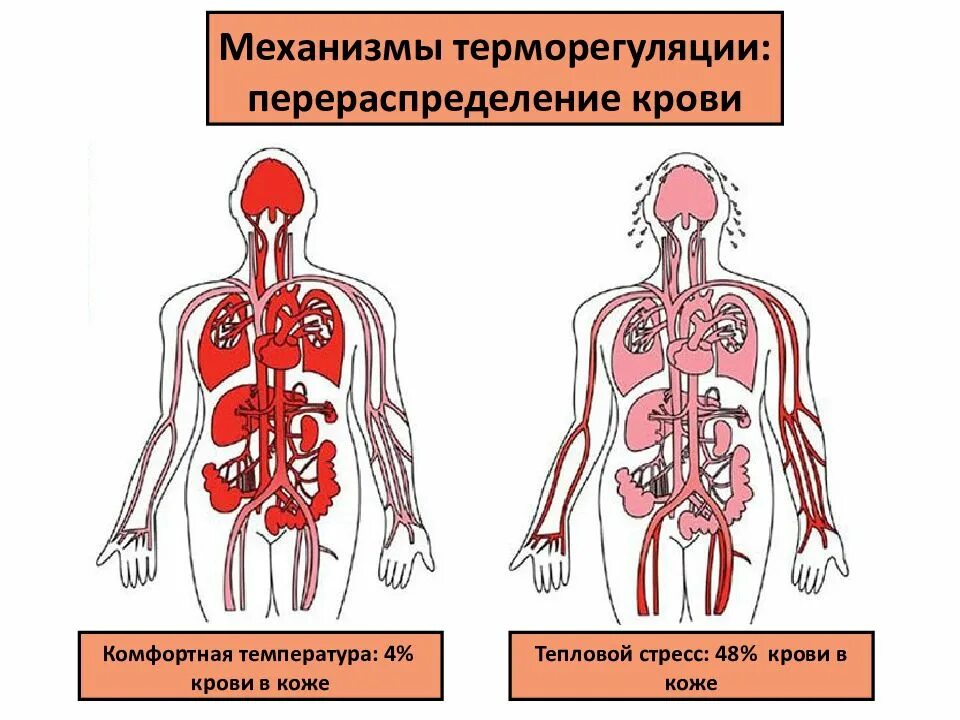 Механизмы терморегуляции в коже. Центральные механизмы терморегуляции. Терморегуляция крови. Терморегуляция кожи.