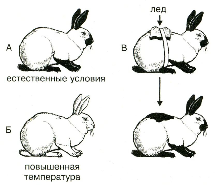 Пример изменения в биологии. Гималайский кролик модификационная изменчивость. Изменение окраски гималайского кролика. Гималайский кролик опыт. Горностаевый кролик изменчивость.