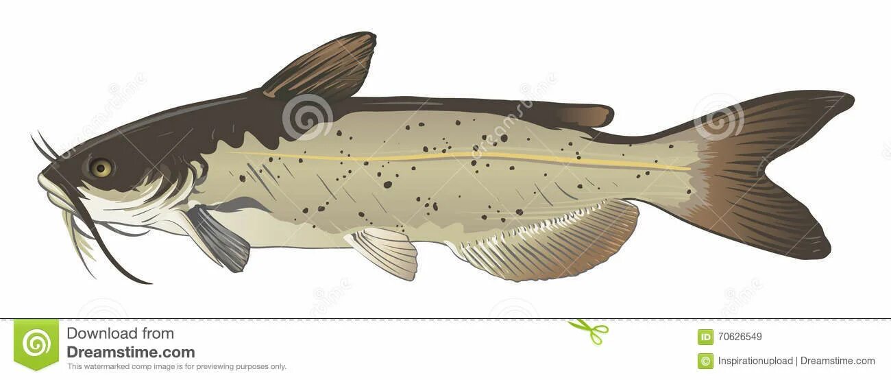 Пример сом. Канальный сомик ictalurus punctatus. сом рыба. сом на белом фоне. американский канальный сом.