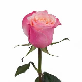 Hot rose