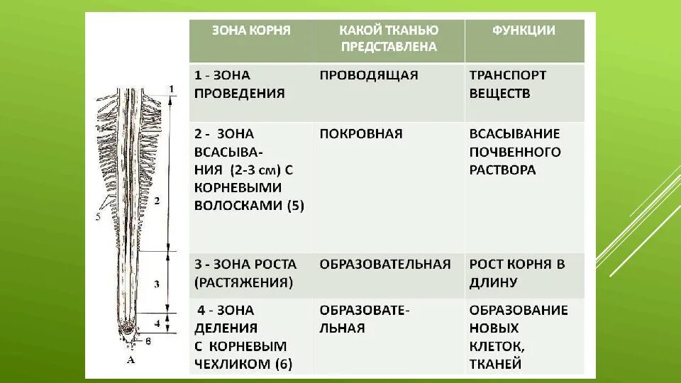Строение и функции корня 6 класс. Зоны корня и их функции. строение корня зоны. строение корня зоны корня и их функции. корневой чехлик зона роста.
