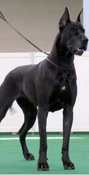 Картун дог. Great dane собака. Картун дог картинки. Дог сай дог ас. Дог сай дог ас.
