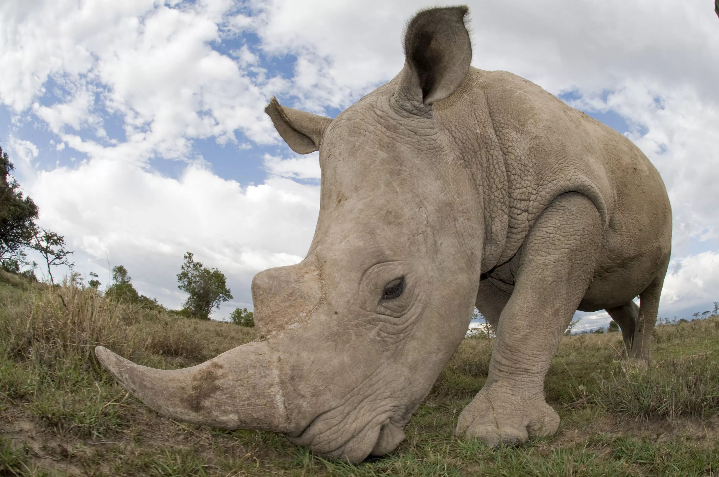 10 самых больших животных. Южный белый носорог. Rhino Африкан. Northern White Rhinoceros. Большой белый носорог.