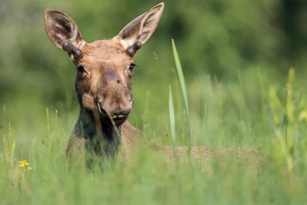 ярославская область животные и растения. дикие животные ярославской области. дикие животные ярославской области. животные ярославской области занесенные в красную книгу. животные ярославской области занесенные в красную книгу.