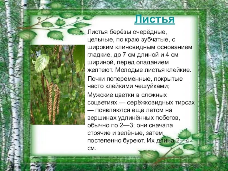 Березка перевод. Описание березового листа 6 класс. Описание листа березы. Описать лист березы. Описание листьев березы.