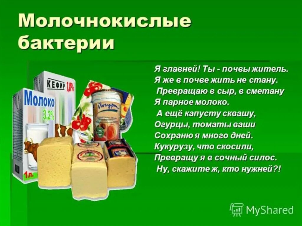 Почему молочнокислые бактерии. Кисломолочные бактерии роль в жизни человека. молочнокислые бактерии. молочнно кислые бактерии. роль молочнокислых бактерий в жизни человека.