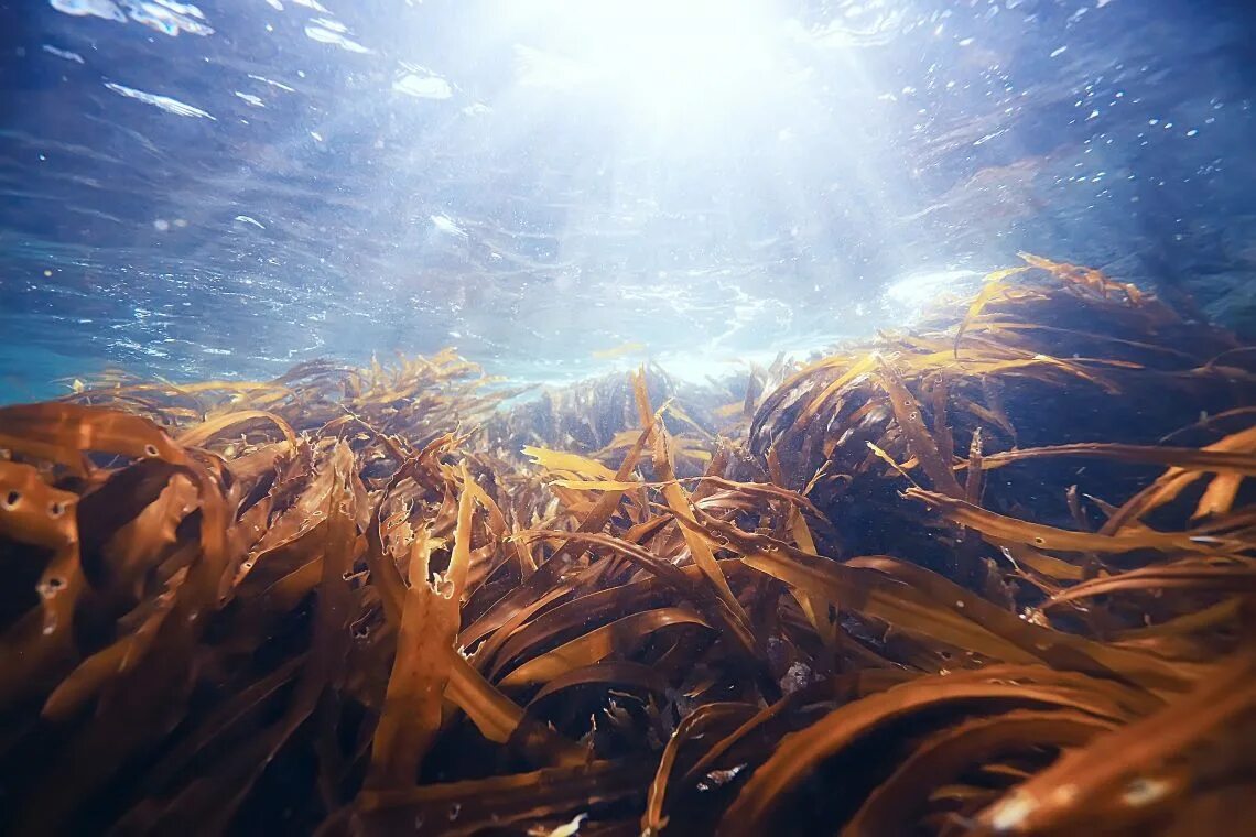 Бурые водоросли нуждаются в солнечном свете. Ламинария красивые фото. Море внутри Seaweed. Море внутри Seaweed nature. Океанскую энергетическую ферму бурых водорослей.
