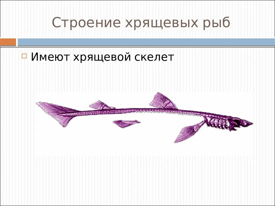 Класс хрящевые рыбы имеют. Осевой скелет хрящевых рыб. Хрящевой скелет у рыбы 7 класс. Строение скелета хрящевых рыб. Тип позвонков хрящевых рыб.