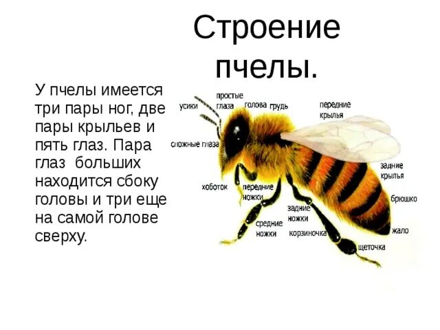 Внешнее строение пчелы. Пчела медоносная форма тела. Внешнее строение медоносной пчелы. Пчела внешний вид описание.