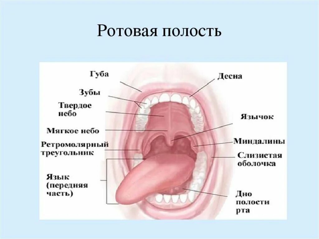 Строение ротовой полости вид сбоку. Ротовая полость строение гланды. Строение ротовой полости человека анатомия. Внутреннее строение ротовой полости. Пищеварительная система полости рта