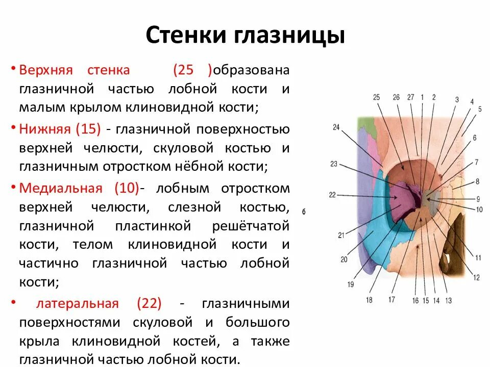 Сообщения глазницы