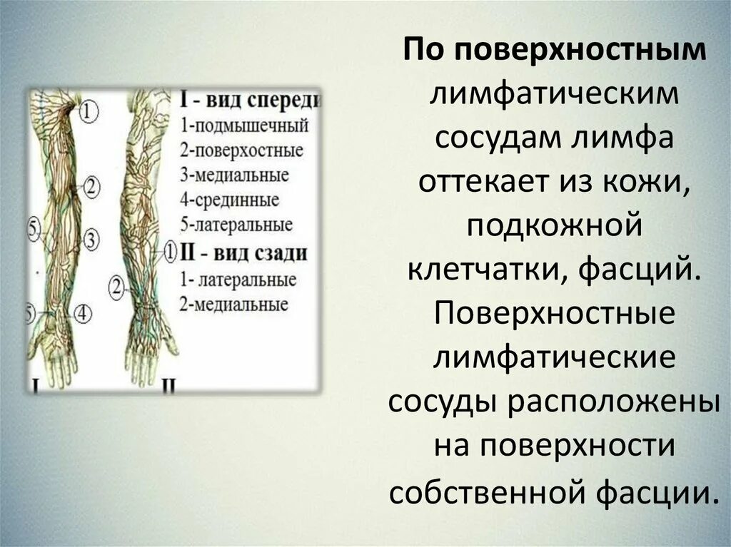 В лимфатический сосуд поступают. Лимфатические сосуды. Лимфатические сосуды кожи. Лимфатическая система кожи. Поверхностные лимфатические сосуды.