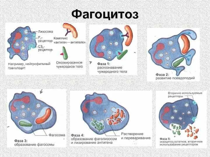 Этапы фагоцитоза схема. Фагоцитоз лейкоцитов схема. Процесс фагоцитоза схема. Схема фагоцитоза в иммунологии.