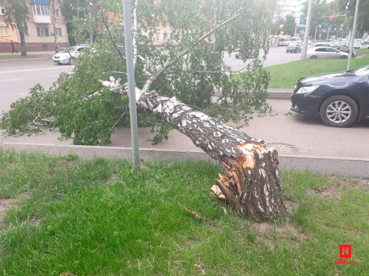 Упала на березку. Поваленное дерево на дороге. Упавшие деревья в городе. Упавшая береза. Упавшее дерево в городе.