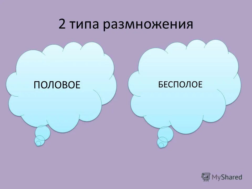 Типы полового процесса таблица. Формы размножения организмов таблица 11 класс. Человек тип размножения. Человек тип размножения. Человек тип размножения.