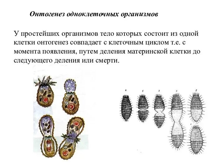 Этапы эволюции многоклеточных. Онтогенез многоклеточных организмов схема. Онтогенез одноклеточных организмов. Индивидуальное развитие многоклеточных. Этапы развития одноклеточного организма.