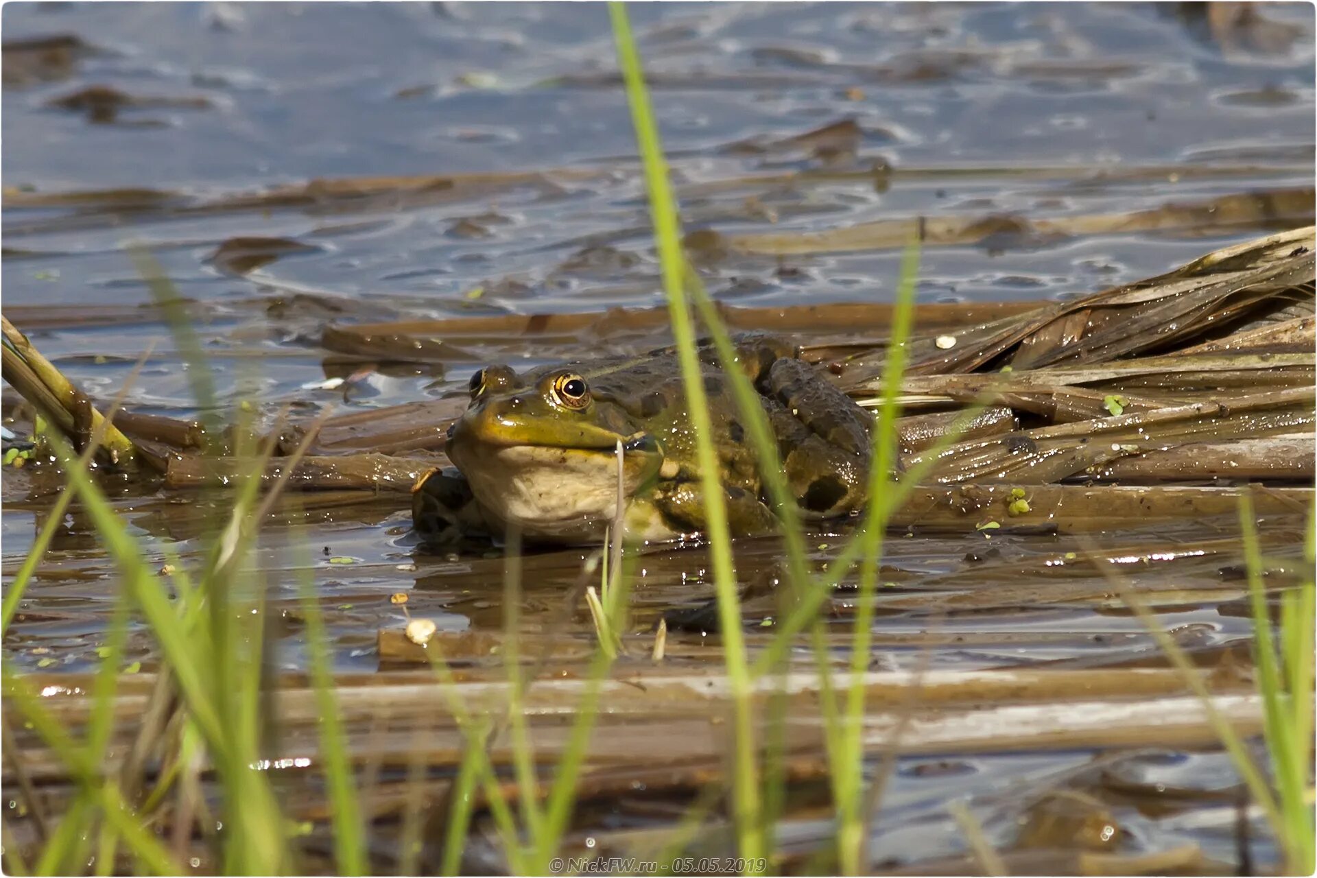 большая жаба. лягушачий пруд. лягушка около пруда слушать. лягушка около пруда слушать. озерная лягушка.