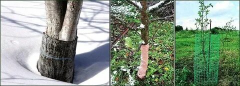 Деревья тоже болеют поэтому за ними необходим