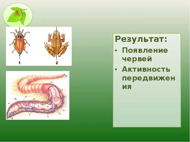 Последовательность появления червей. Черви Эволюция.