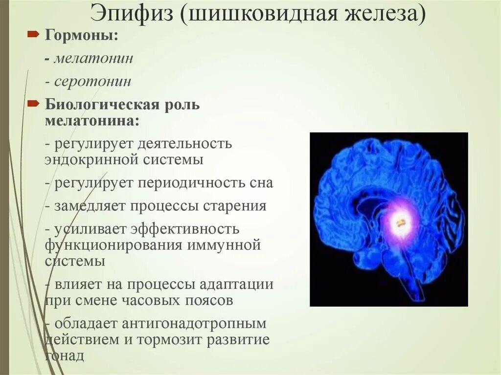 Шишковидная железа (эпифиз). Эпифиз пинеальная железа. Эпифиз железа функции. Эпифиз шишковидная железа функции. Гормоны вырабатываемые мозгом