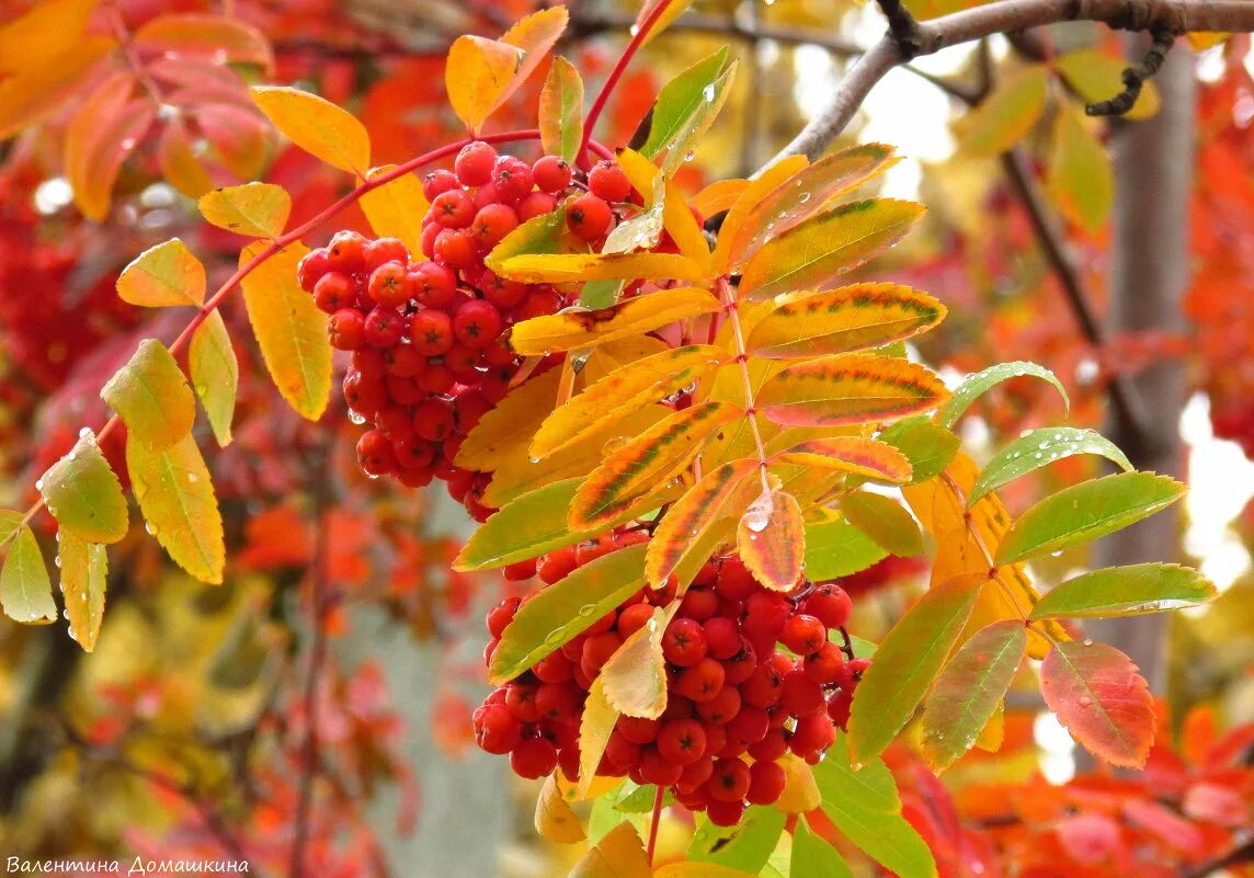 ветвь рябины. лист рябины. ветвь рябины. листик рябины. ветка рябины.