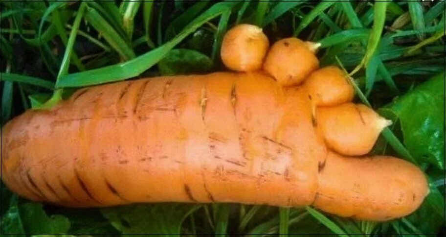 Морковь в горшке на подоконнике. Белая морковка зимой растет. Способы хранения моркови. Загадка белая морковка зимой растет. Ящик для хранения моркови.