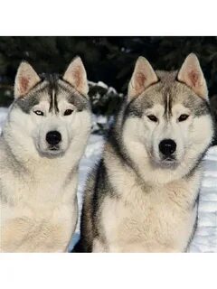 Виды хаски