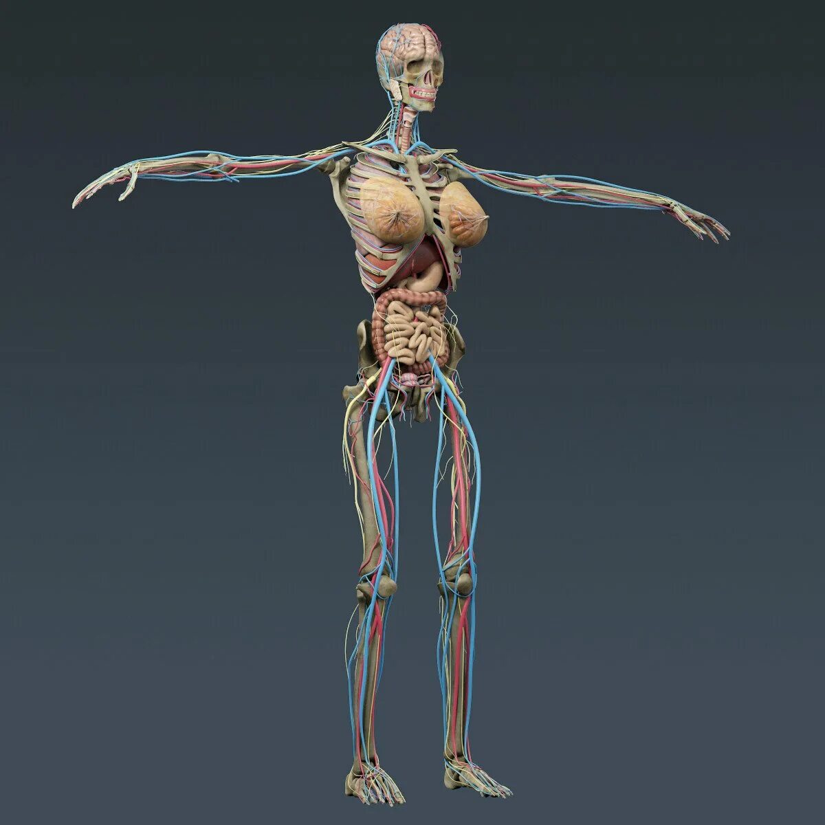 Анатомия человека 1. Тело человека.