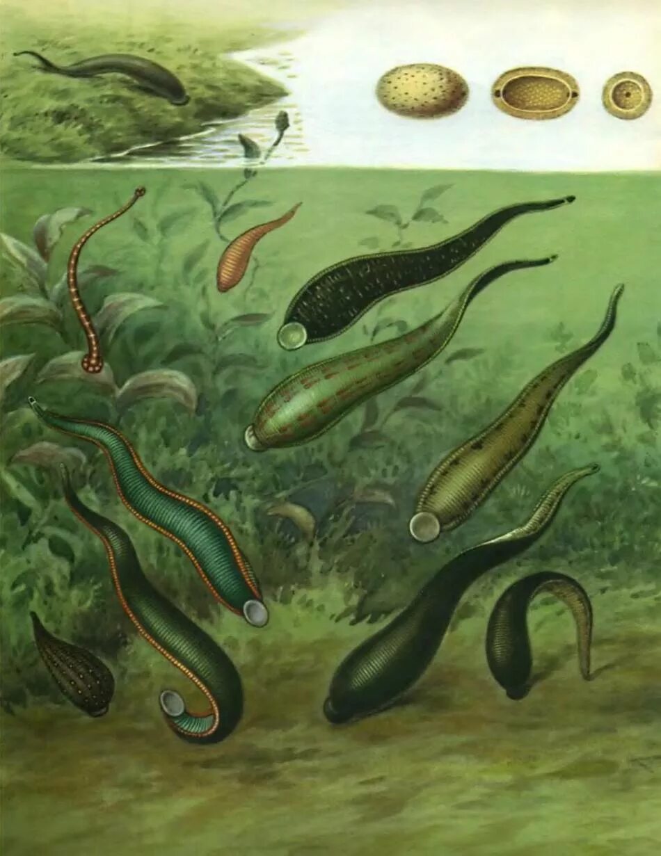 Энхитреи личинки. Червь паразит волосатик. Волосатики черви паразиты. Нематоморфа (волосатики). Волосатики круглые черви.