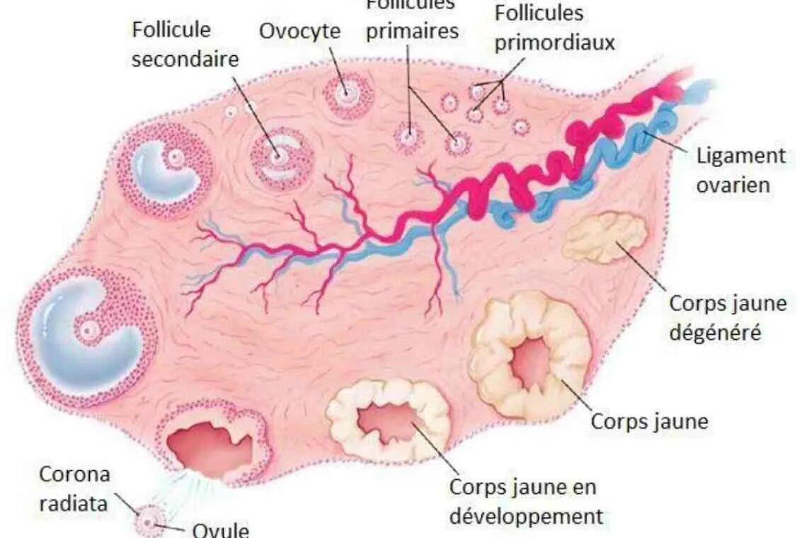 Желтое тело что это значит простыми словами. Яичники стадии созревания фолликулов. Яичнике созревает доминантный фолликул. Первичный фолликул яичника окружен. Овариальный фолликул в яичнике.