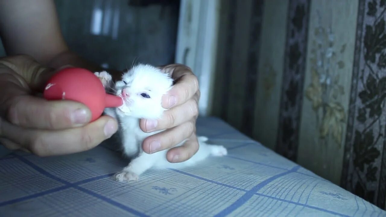 Что есть маленький котенок. Соска для новорожденных котят. Питание кошек. Котёнок завтракает. Еда для кошек.