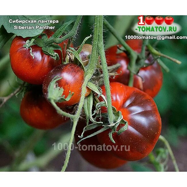 томат грин биф f1. томат сибирская пантера. сорт томата сибирская пантера. томат черная пантера f1. томат пантера характеристика и описание.