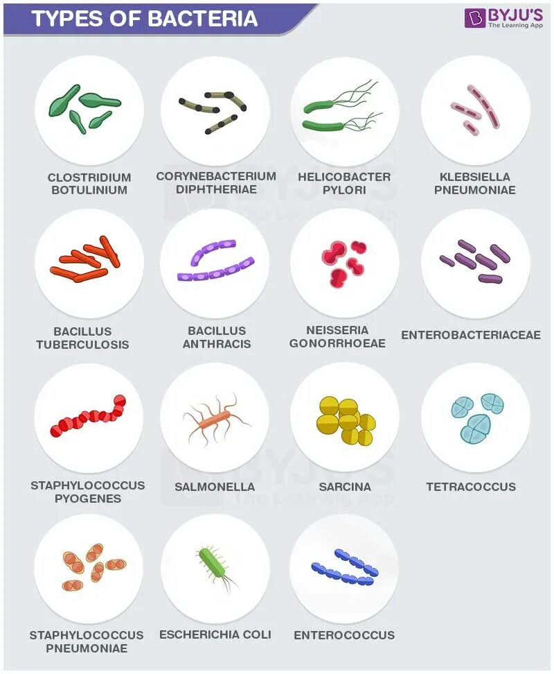 Бактерии известные виды. Виды бактерий. Формы и названия бактерий. Формы бактерий и их названия. Виды микроорганизмов.